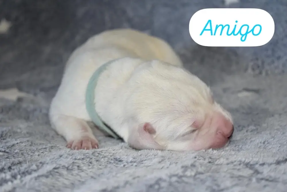 Small newborn yellow lab puppy Amigo with eyes still closed