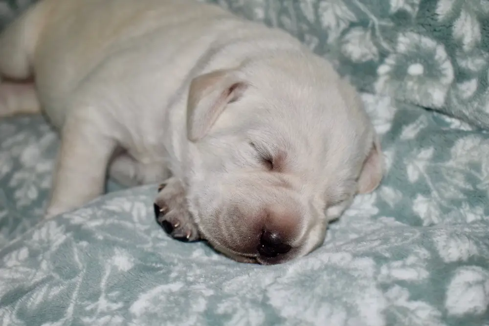 Sleeping amigo 1 week old labrador puppy boy for sale