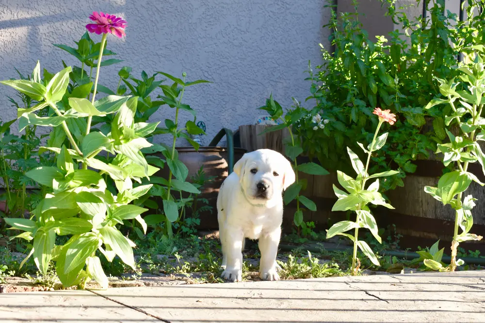 Amigo playing in flowers 4 weeks old labrador puppy boy for sale arizona