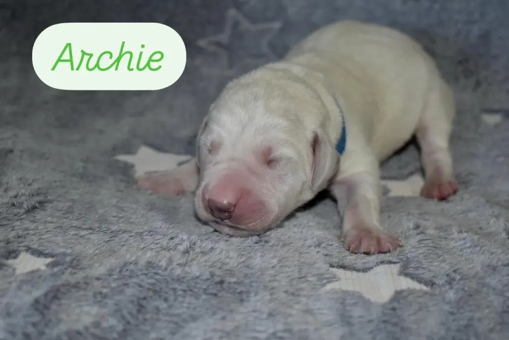 Small newborn yellow lab puppy Archie with eyes still closed