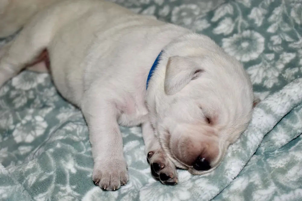 Sleeping archie 1 week old labrador puppy boy for sale