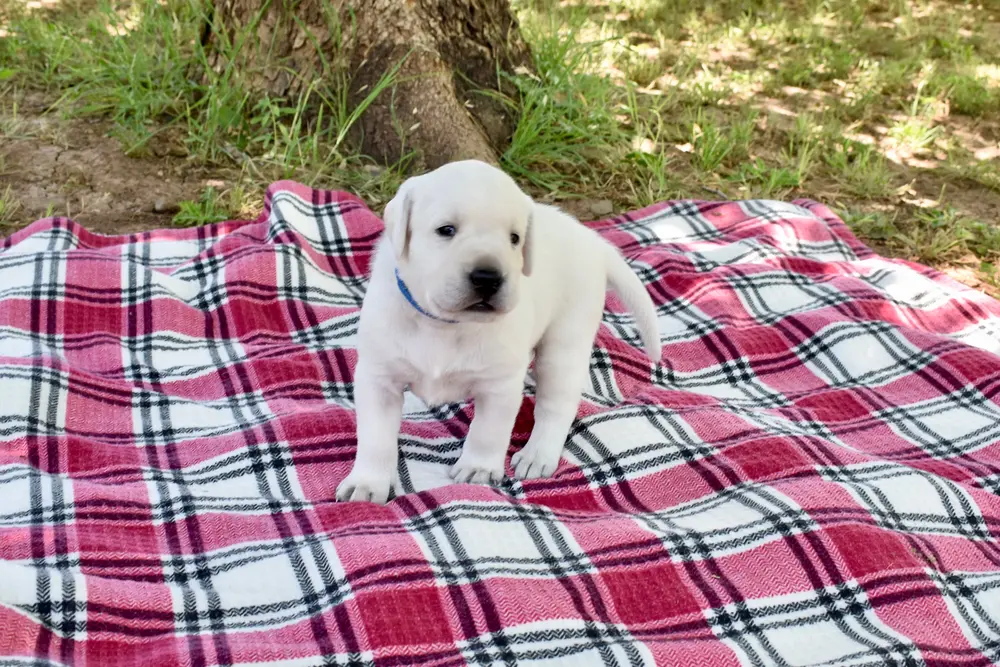 Awake Archie 3 weeks old labrador puppy boy for sale arizona