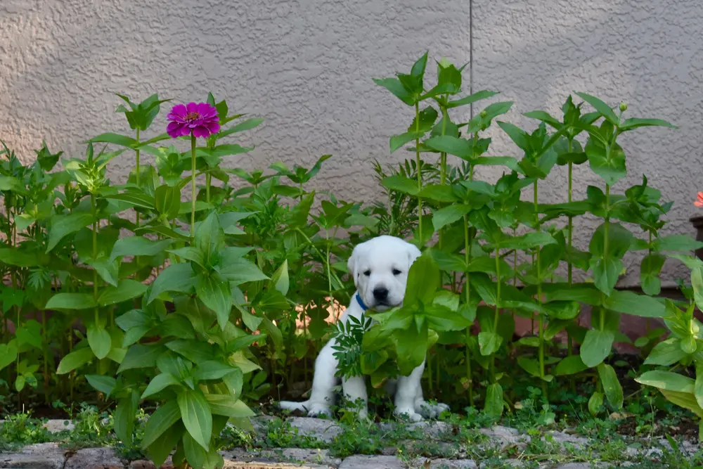 Alert Archie in flowers 4 weeks old labrador puppy boy for sale arizona