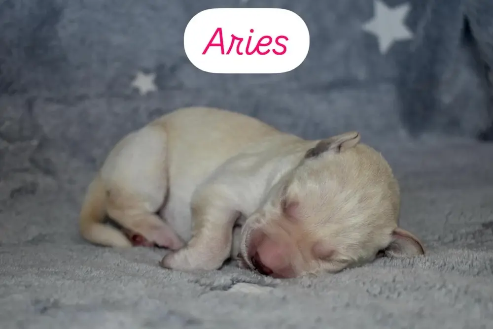 Small newborn yellow lab puppy Aries with eyes still closed