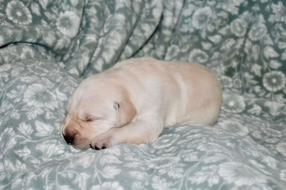 Sleeping Aries 1 week old labrador puppy girl for sale