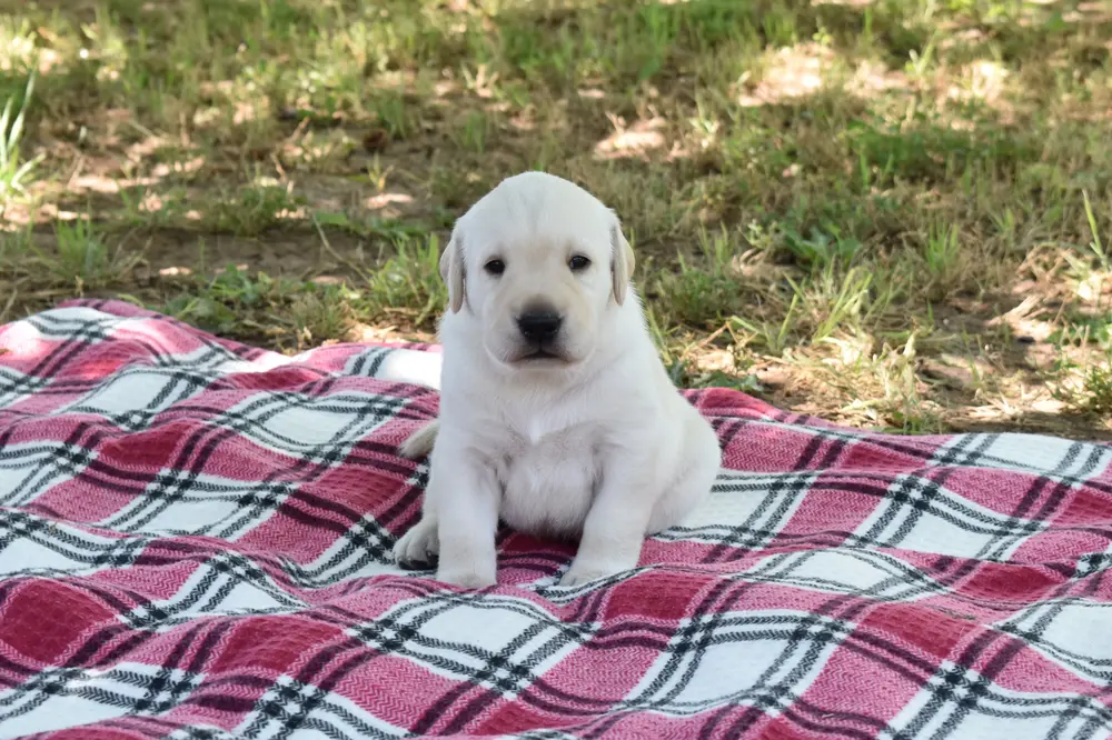Awake Aries 3 weeks old labrador puppy girl for sale