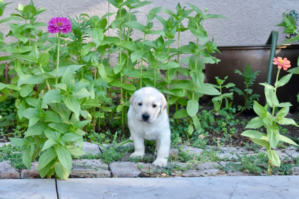 Alert Aries standing in flowers 4 weeks old labrador puppy girl for sale