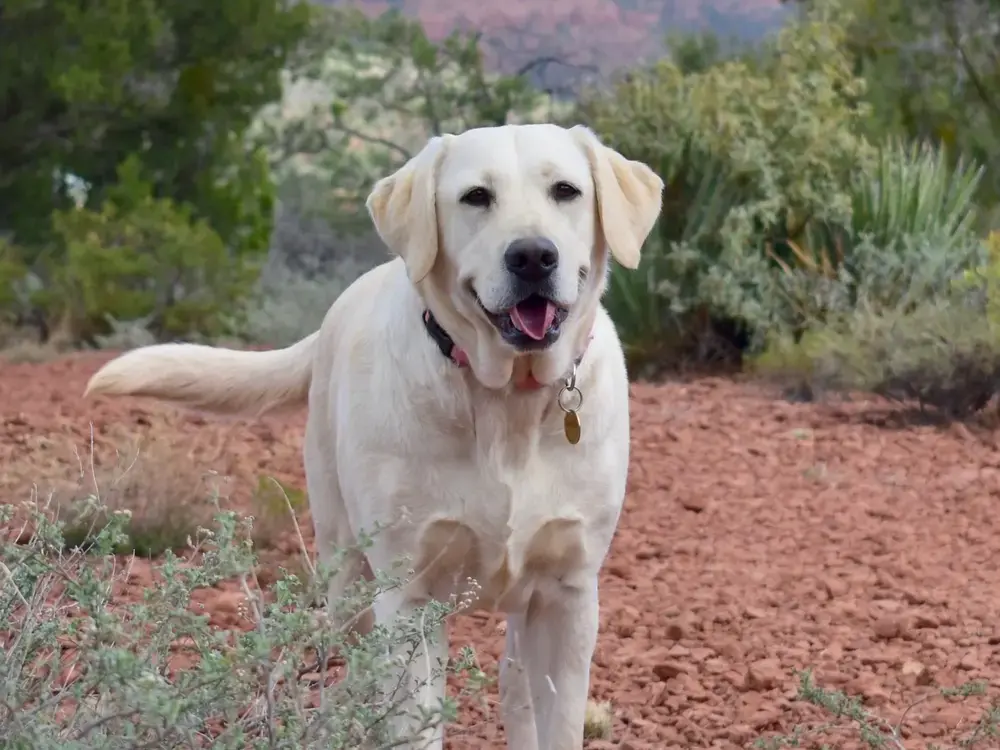 close up full body image of Dandy the labrador in Sedona scenery