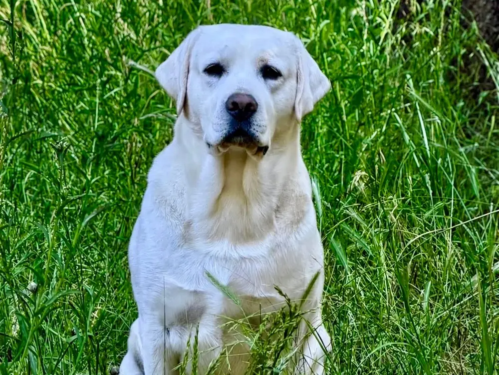 close up shot of Zeus from Serenity Labs
