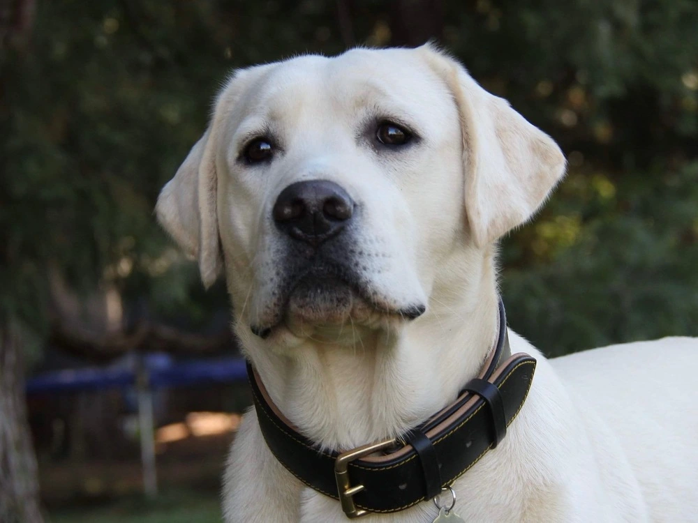 close up shot of Zeus from Serenity Labs