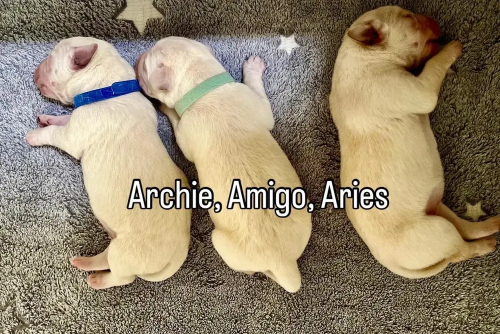 group photo of 3 newborn puppies