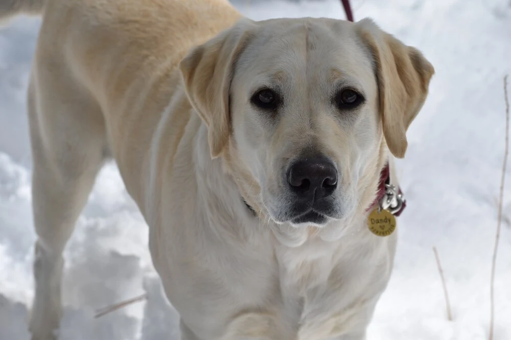 Close up of Dandy the yellow labrador in snow with cute expression