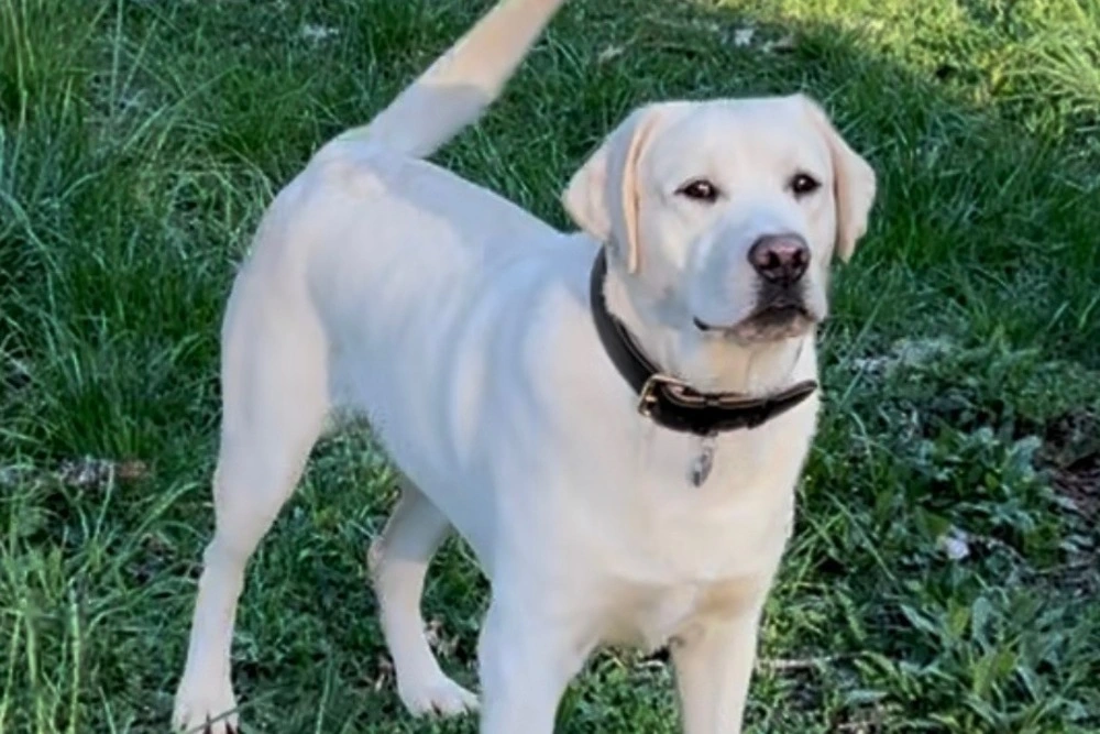 Zeus the  labrador standing in green grass