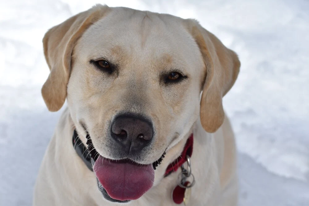 Close up of Lucy the yellow labrador smiling with snowy background
