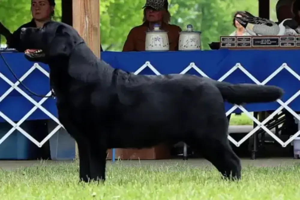 Ben the black labrador posing at a dog show