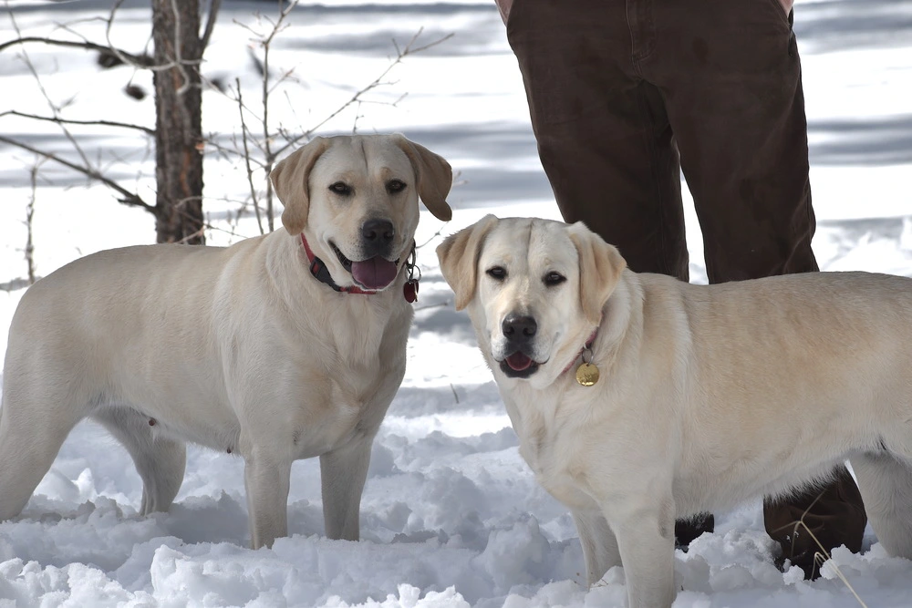 two smiling labradors in snowy field