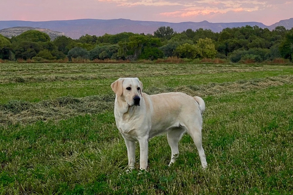 full body picture of yellow labrador in green field