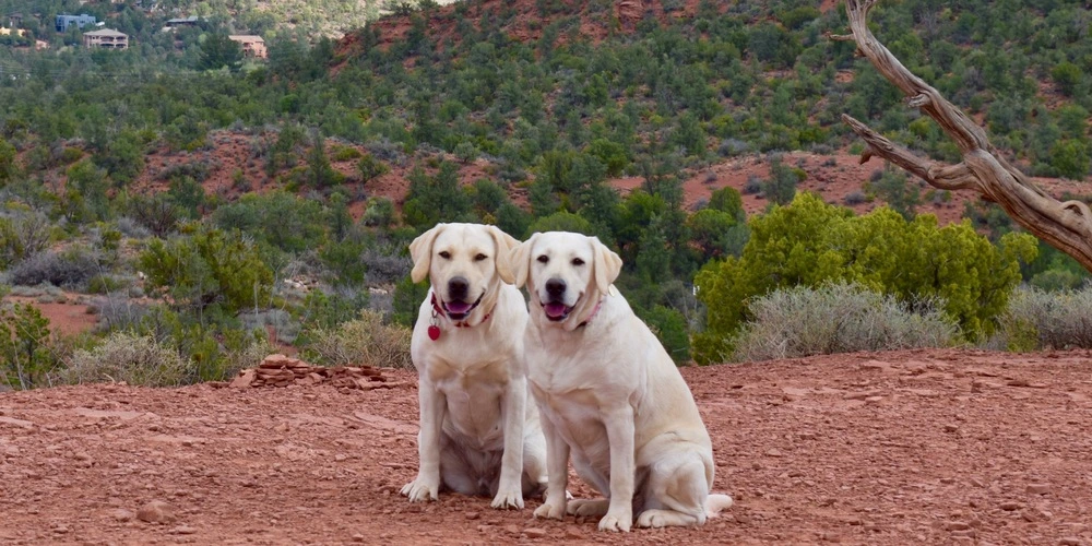 two yellow labs smiling in Sedona landscape