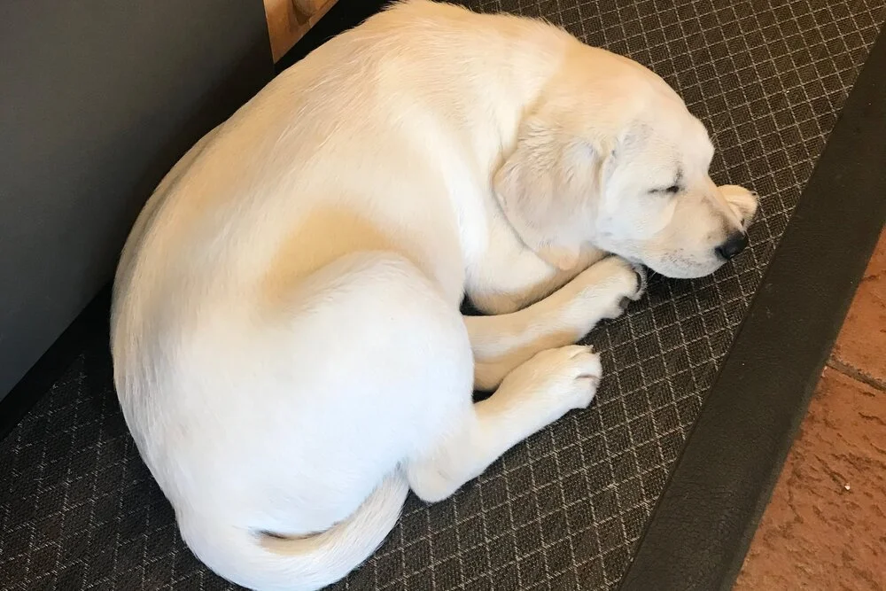 yellow lab Dandy as a puppy curled up asleep