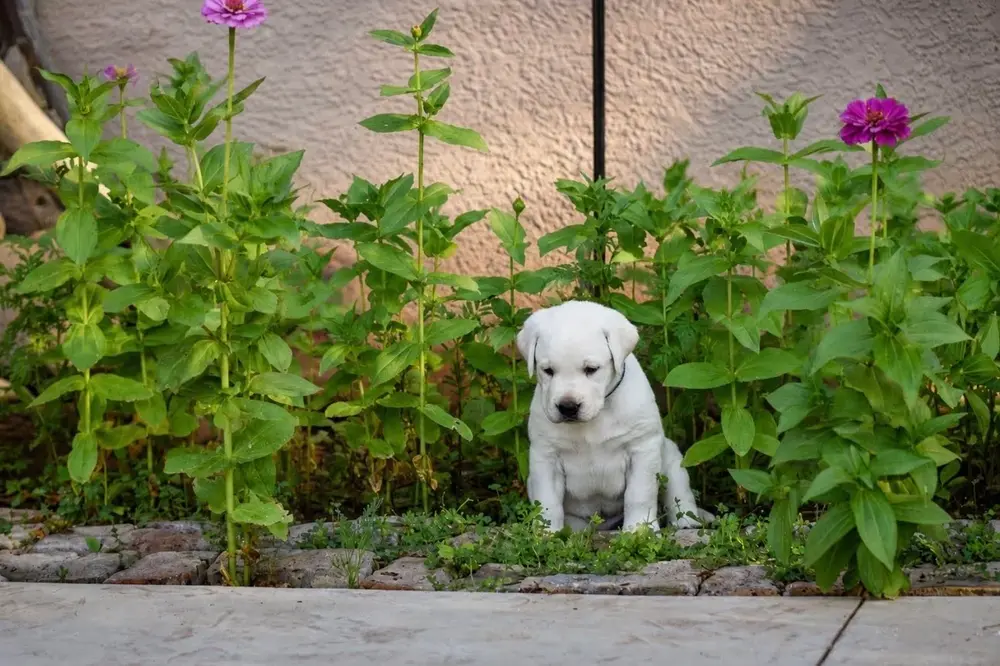yellow lab puppy in flower bed