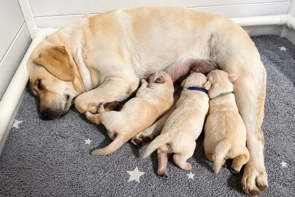 yellow lab mom nursing three yellow lab puppies