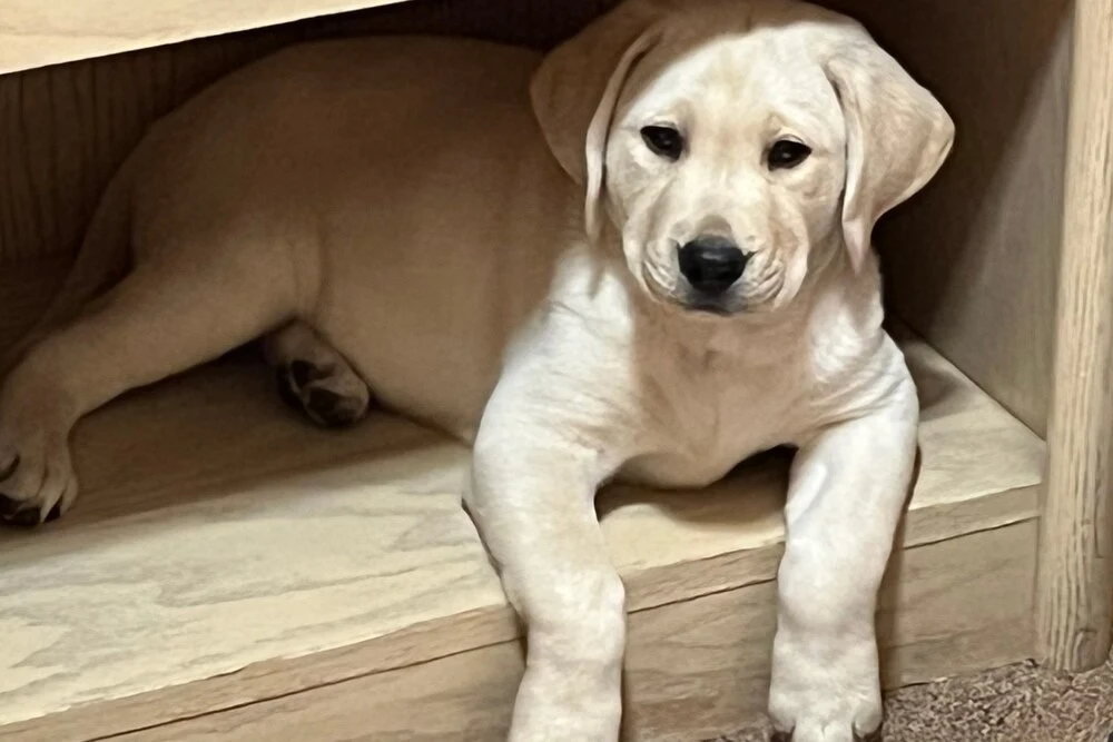 yellow lab Lucy as a puppy sitting inside a bookshelf