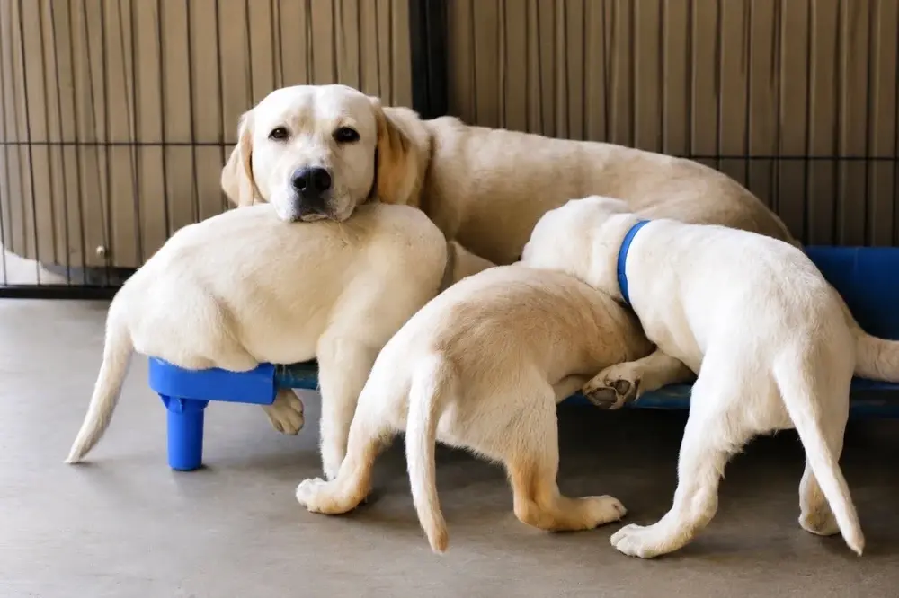 mom lab with 3 yellow lab puppies