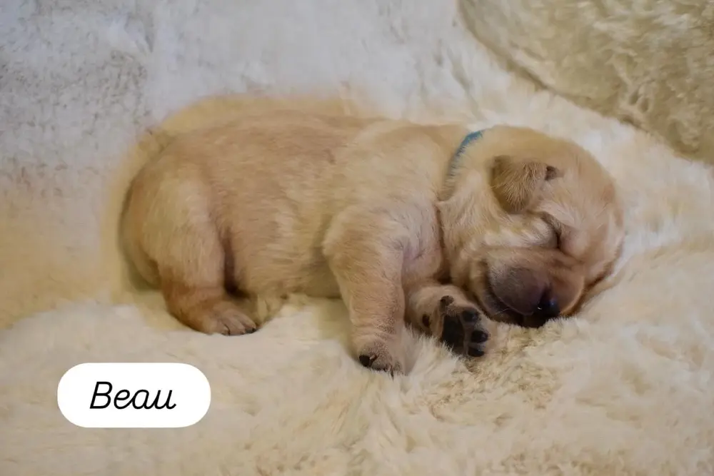 Small newborn yellow lab puppy Beau with eyes still closed