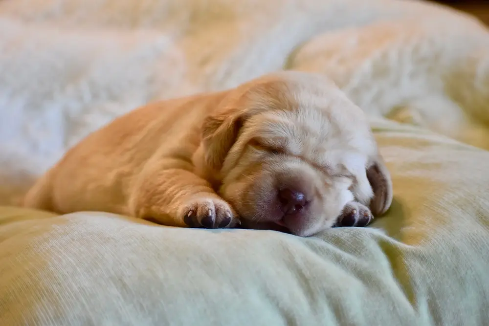 Small newborn yellow lab puppy Bliss sleeping on pillow