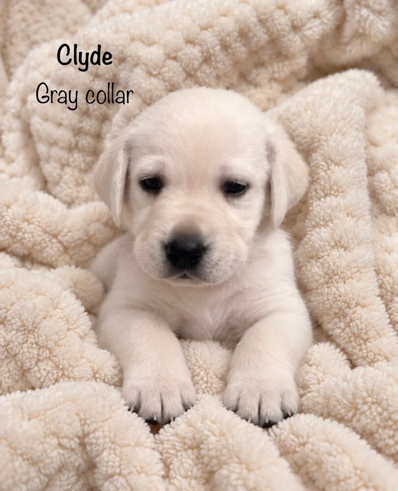 Small newborn yellow lab puppy Clyde sleeping on blanket