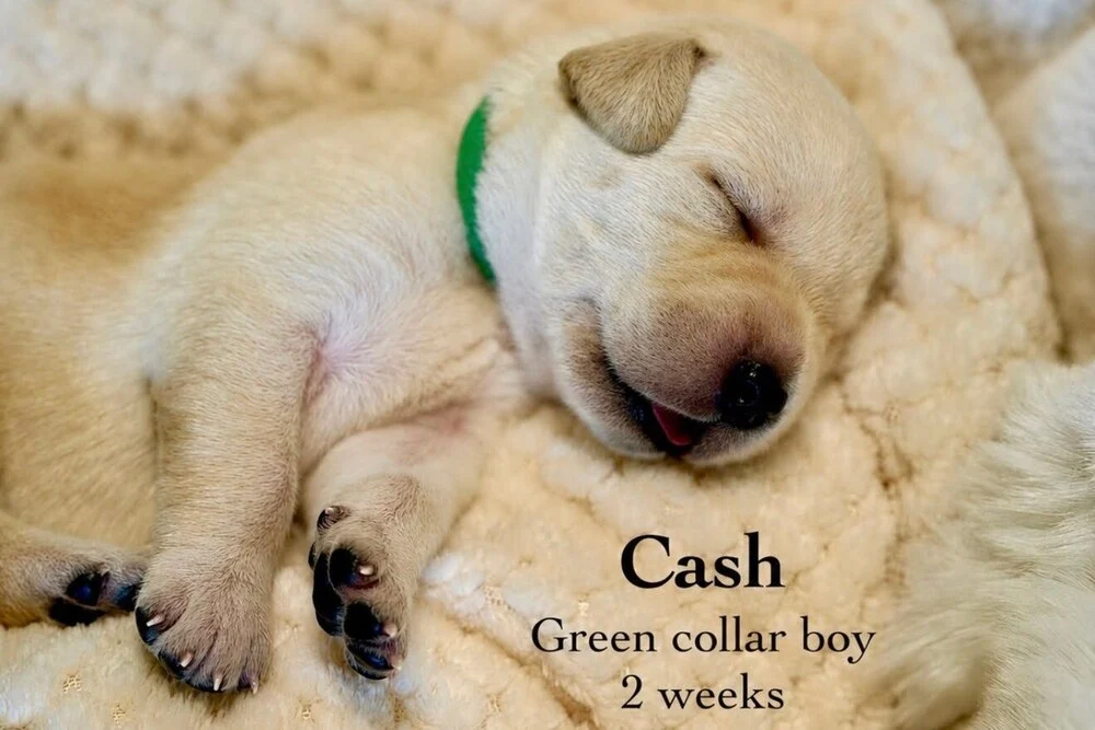 Small newborn yellow lab puppy Cash sleeping on blanket