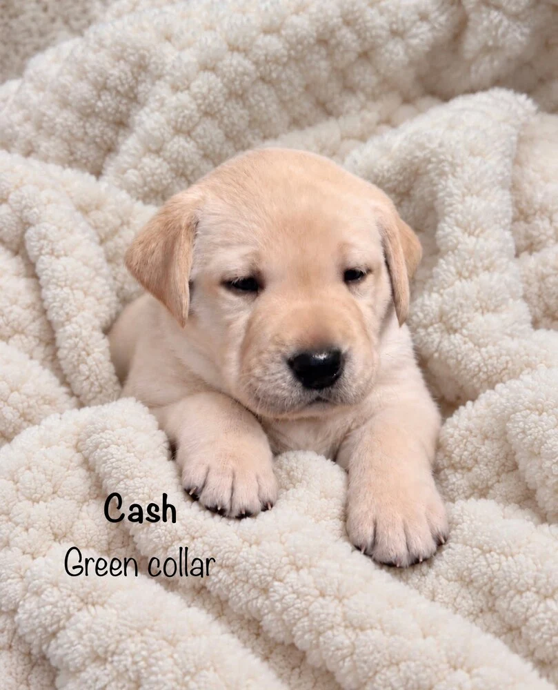 Small newborn yellow lab puppy Cash sleeping on blanket