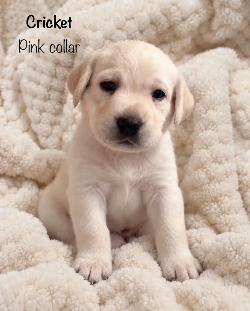 Small newborn yellow lab puppy Pink sleeping on blanket