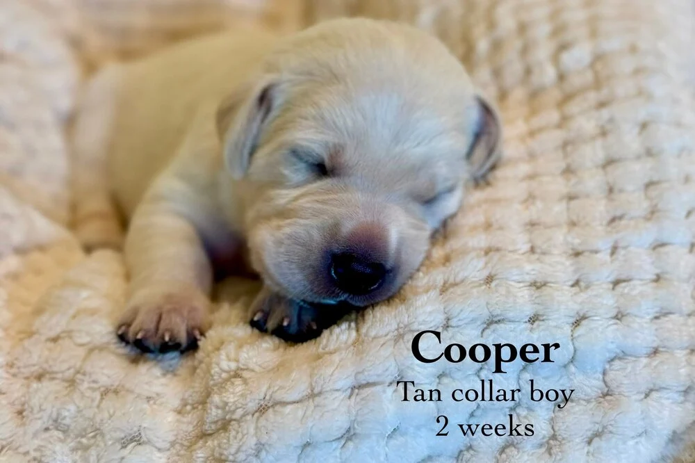 Small newborn yellow lab puppy Cooper sleeping on blanket