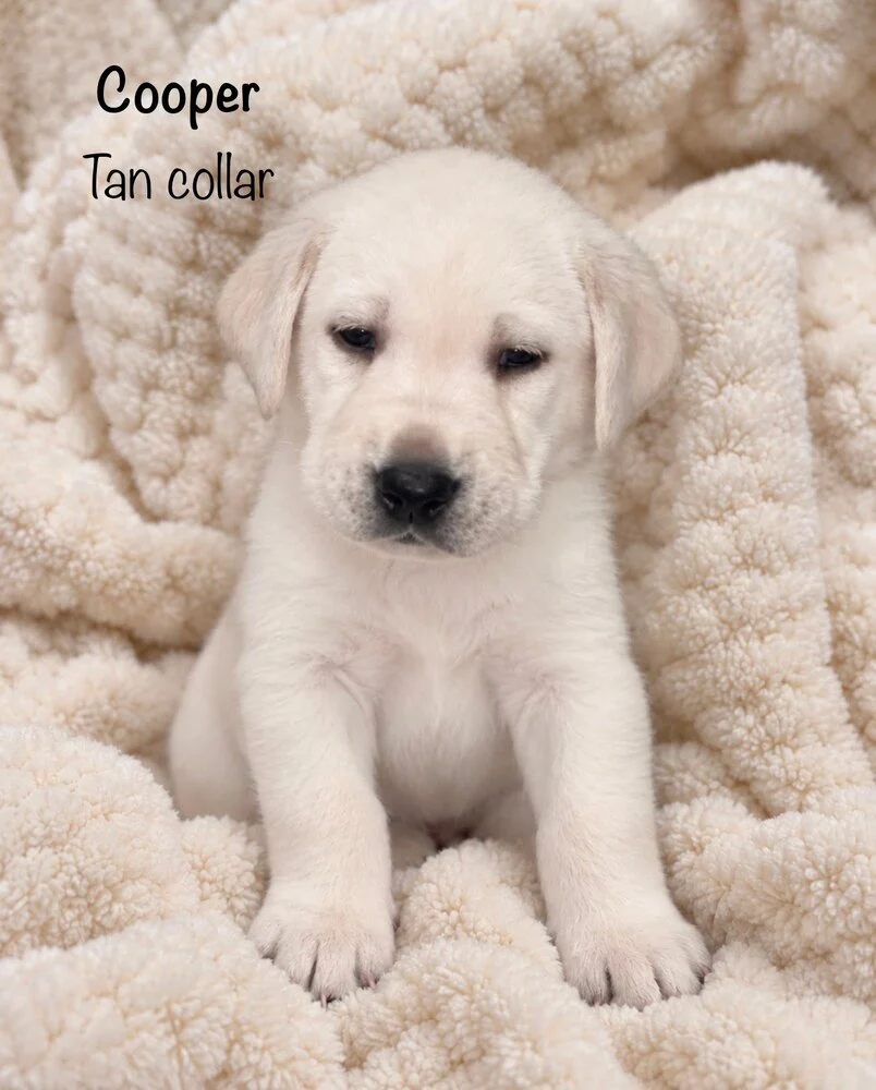 Small newborn yellow lab puppy Cooper sleeping on blanket