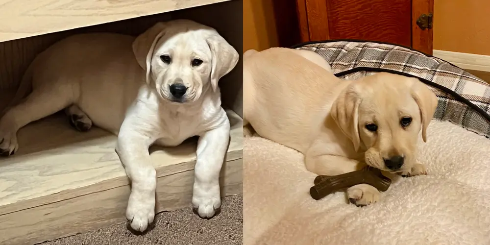 pictures of Dandy and Lucy as puppies