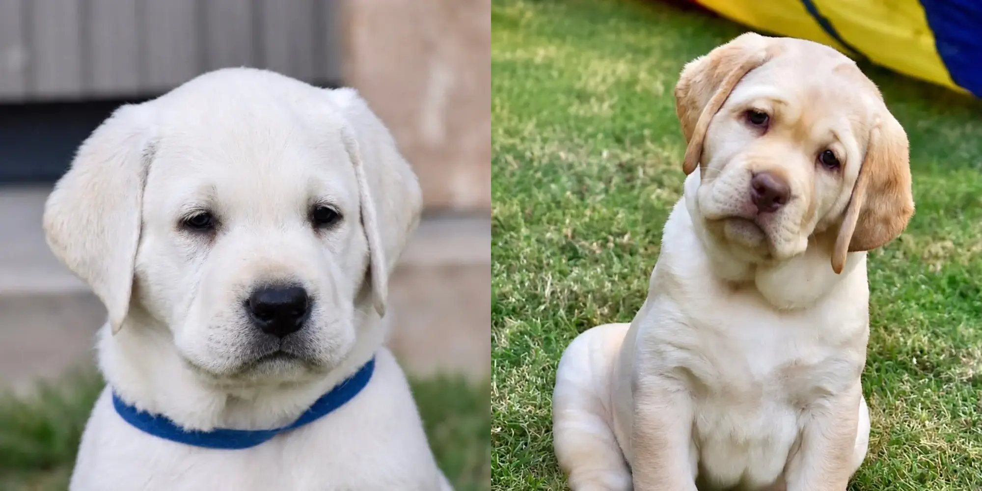 two white and yellow labrador puppies